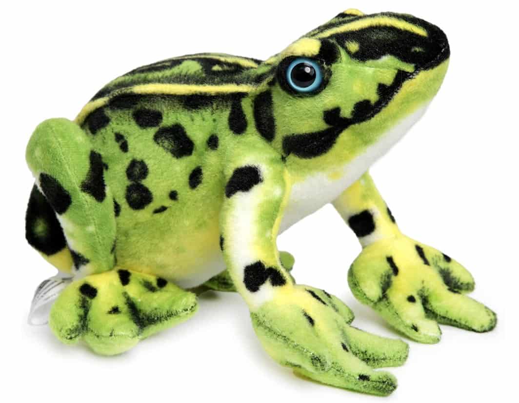 Frisco the Poison Dart Tree Frog